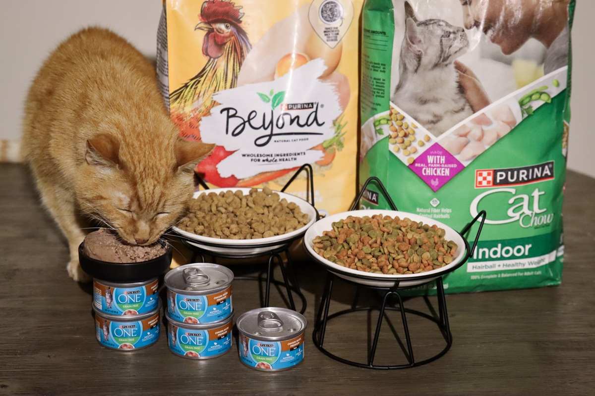 Purina Cat Food Review