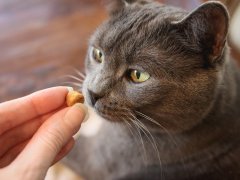Purina DentaLife Tasty Chicken Flavor Dental CAT 168一分钟极速赛车官网 Treats