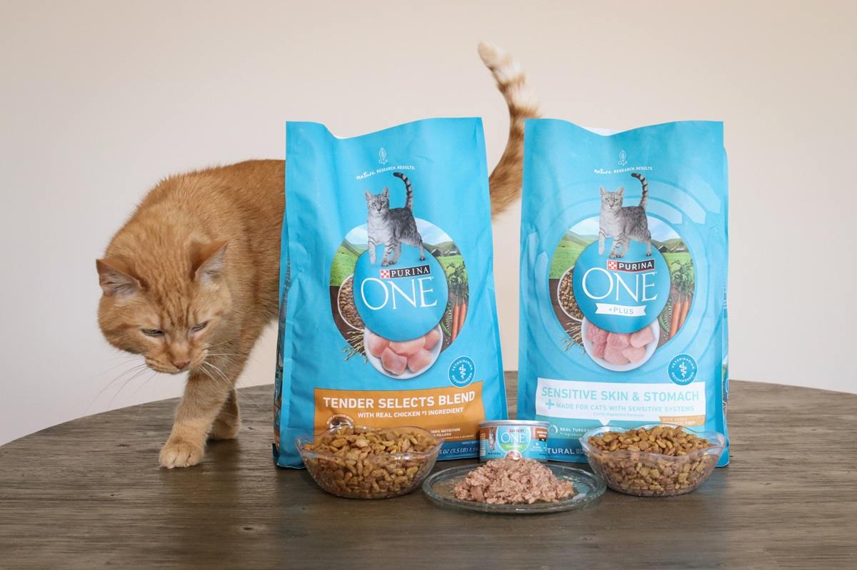 Purina One Cat Food and cat