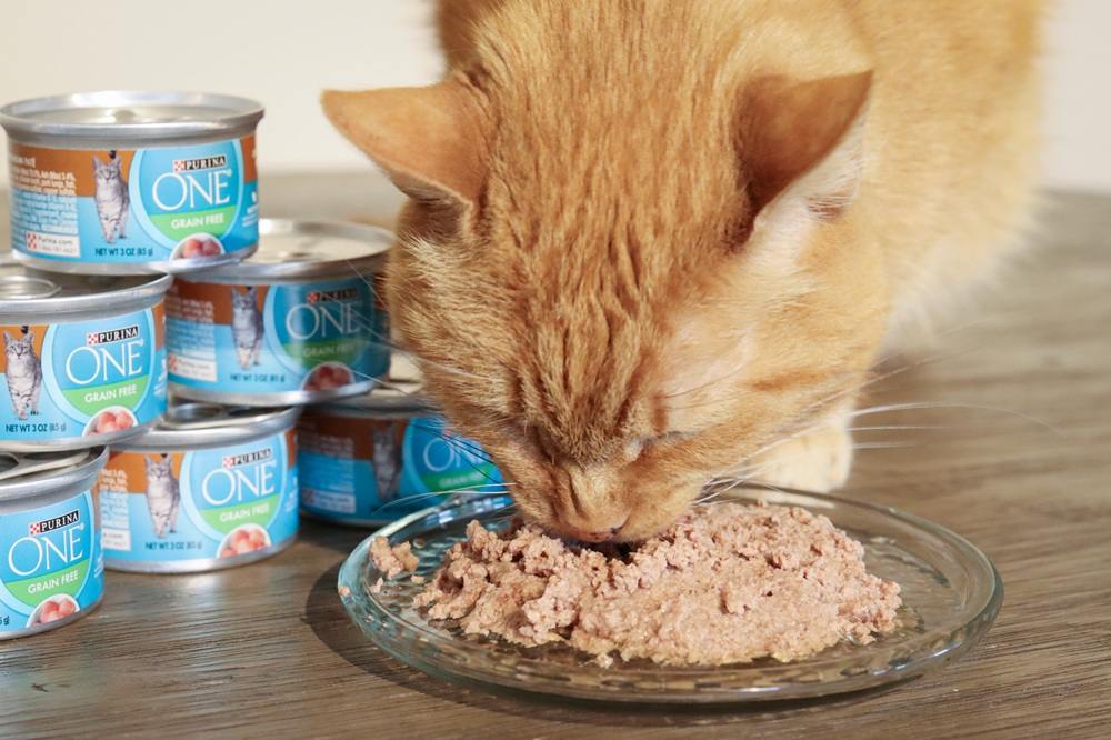 Purina One Chicken Recipe Premium Pate