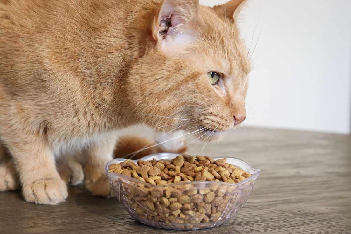 cat eating dry cat food