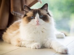 ragdoll cat