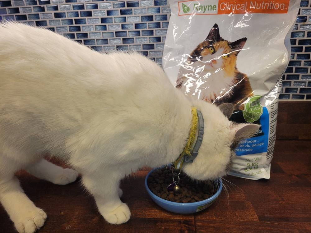 Rayne Nutrition Cat Food