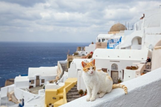 11 Most Cat-Friendly Cities Around the World