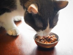 Royal Canin Digest Sensitive Chunks in Gravy Wet Canned Cat Food