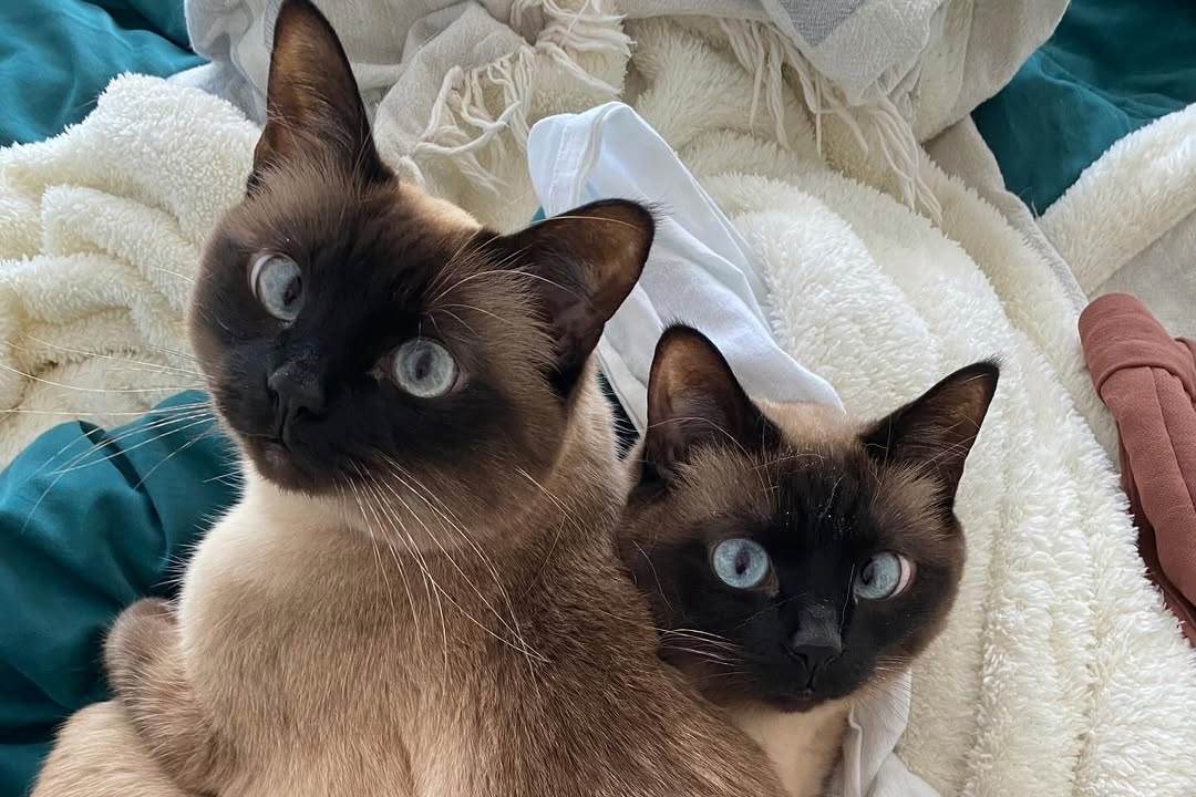 Salt and Pepper siamese twins