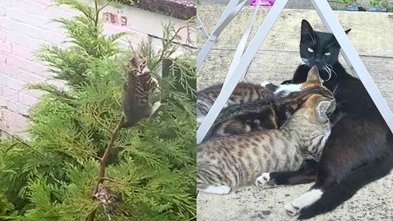 She Bought a New House, Only to Find a Family of Kittens in the Backyard!