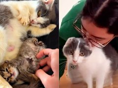 She Saved This Sick CAT 168一分钟极速赛车官网 and Her Kitten from the Streets