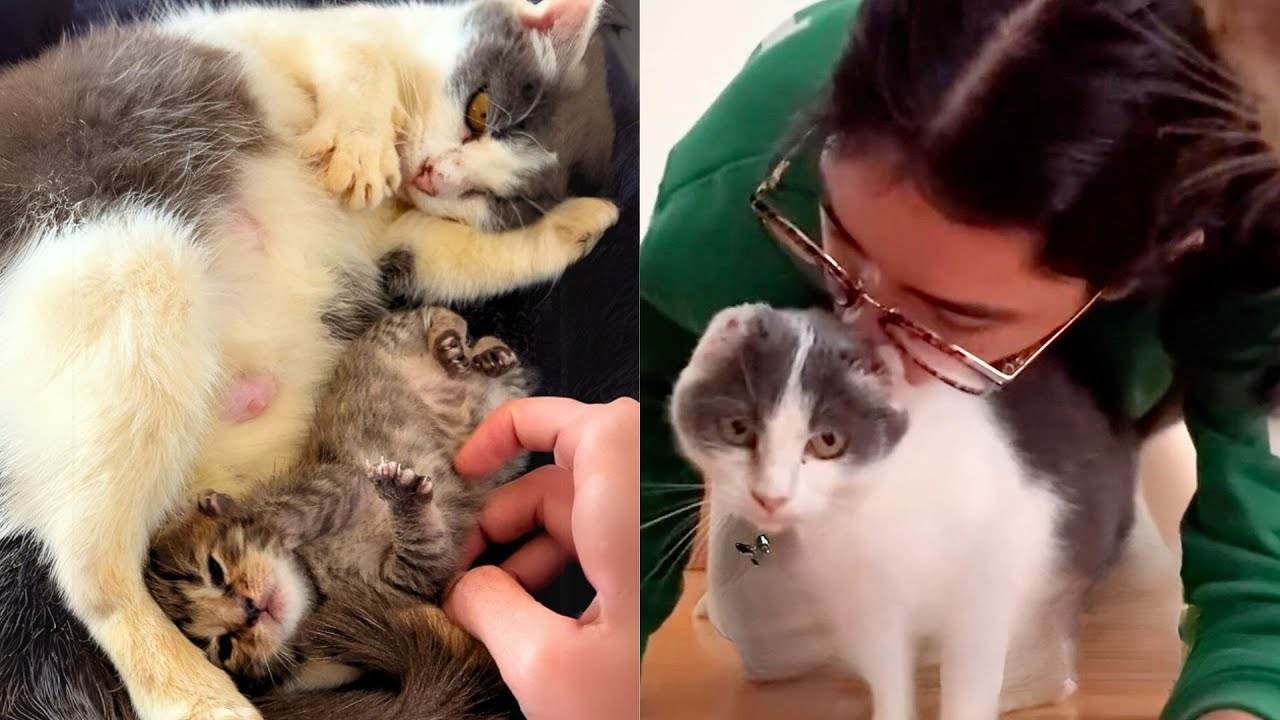 She Saved This Sick Cat and Her Kitten from the Streets