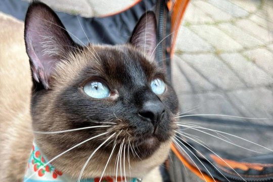 8 Cool Siamese Accounts on Instagram