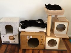 Simba and Serafina on cat tree