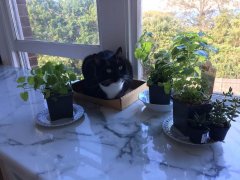 Simba resting next to cat safe herbs and plants
