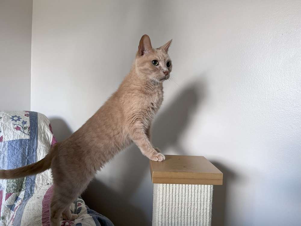 SmartCat Ultimate 32-Inch Scratching Post