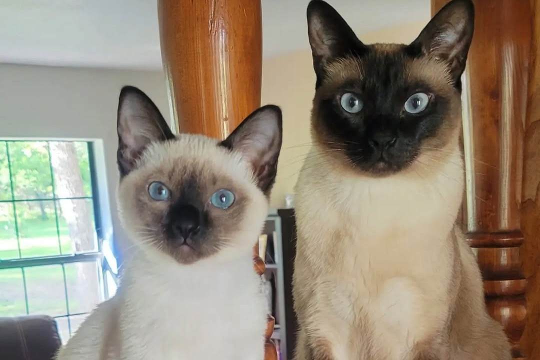 Steve & Poppi siamese twins