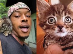 Sweet Kitten Turned Her Dad Into a Total Cat Person