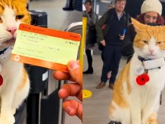 This Cat Has Made the Local Train Station her Second Home