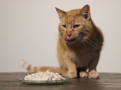 cat near Tiki Cat Succulent Chicken Recipe In Chicken Consomme