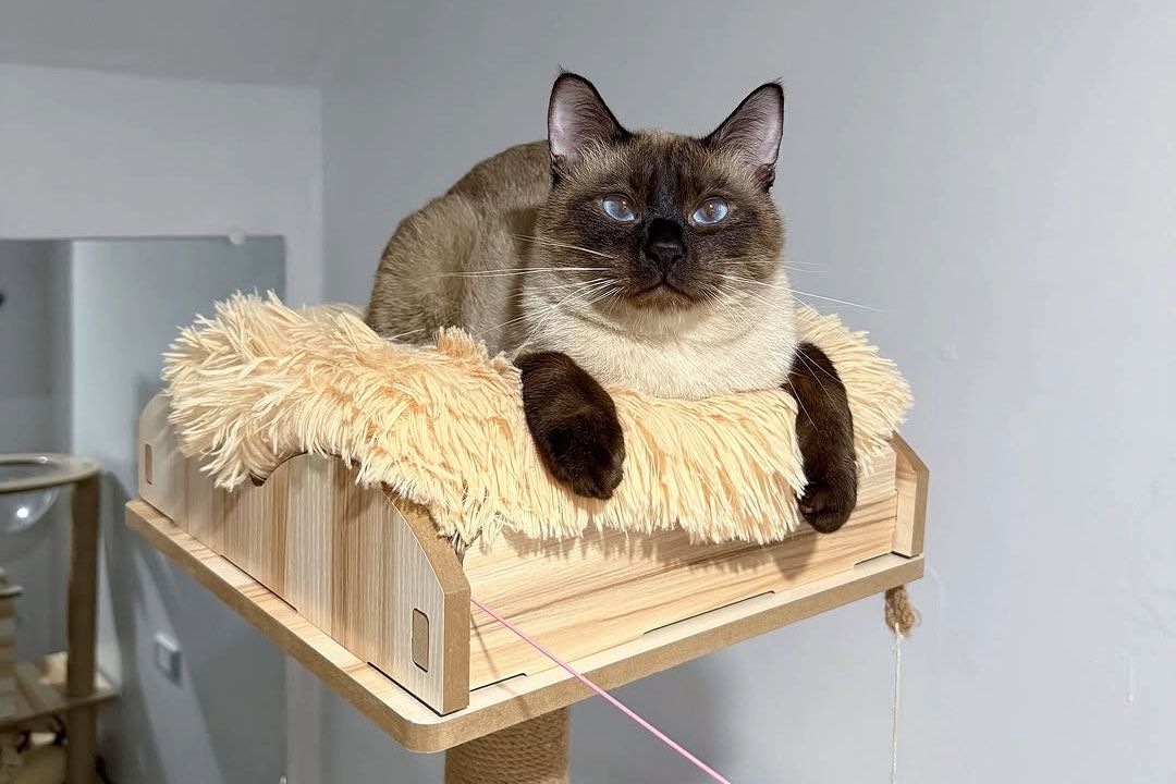 tofu the siamese cat