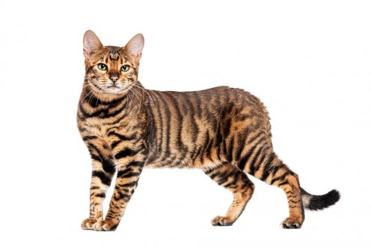 Toyger