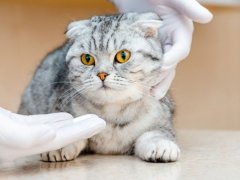 Vet gives medication for animal