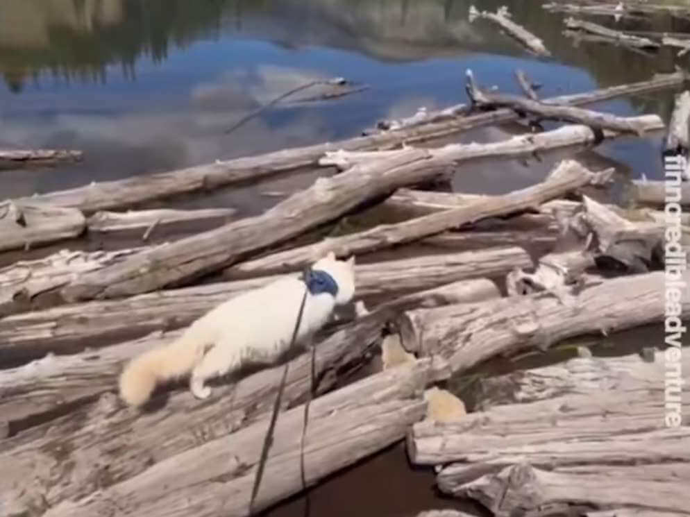 Water-Loving Adventure Cat