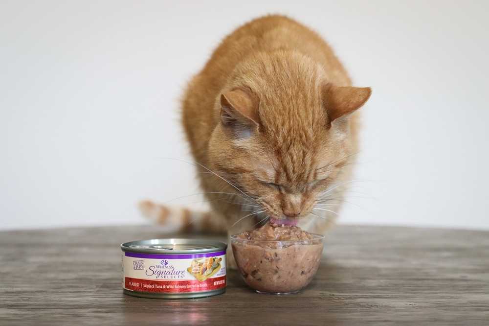 Wellness Signature Selects Flaked Skipjack Tuna & Wild Salmon Entree In Broth