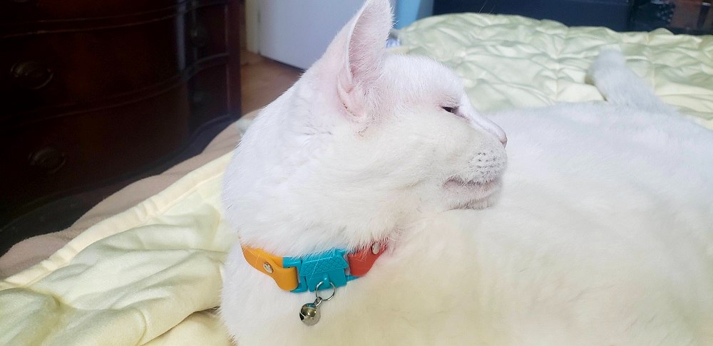 White cat wearing kittyrama silicone collar