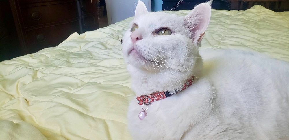 White cat wearing orange blueberry pet collar