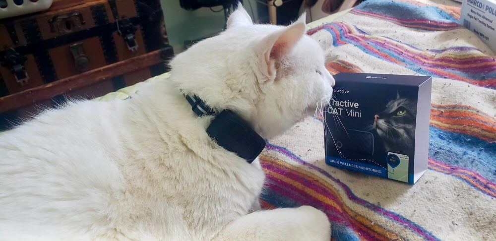 white cat wearing Tractive Mini gps tracker on collar