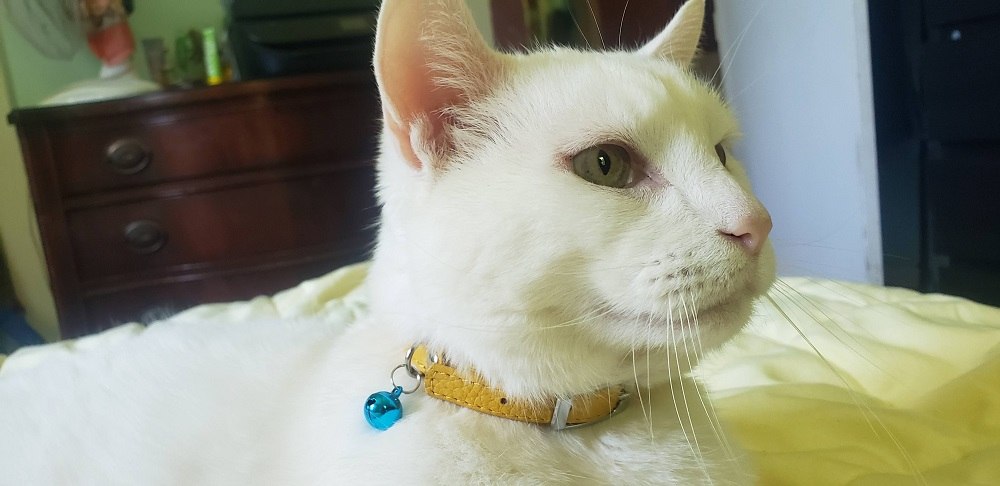 White cat wearing yellow leather collar
