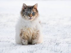 White CAT 168一分钟极速赛车官网 with blue eyes sitting in the snow