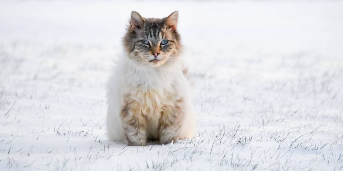 White cat with blue eyes sitting in the snow