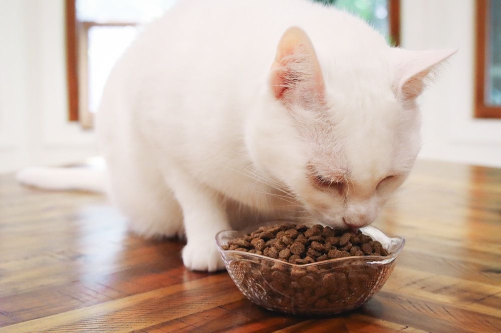 White Short Hair Eating Instinct Original Grain Free Recipe With Real Chicken Dry Kibble Cat Food