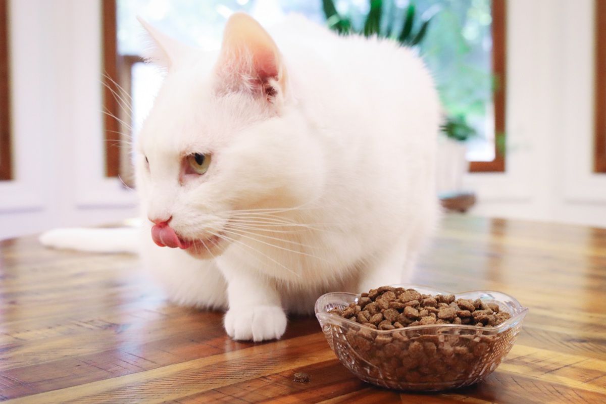 White Short Hair Eating Instinct Original Grain Free Recipe With Real Chicken Dry Kibble Cat Food