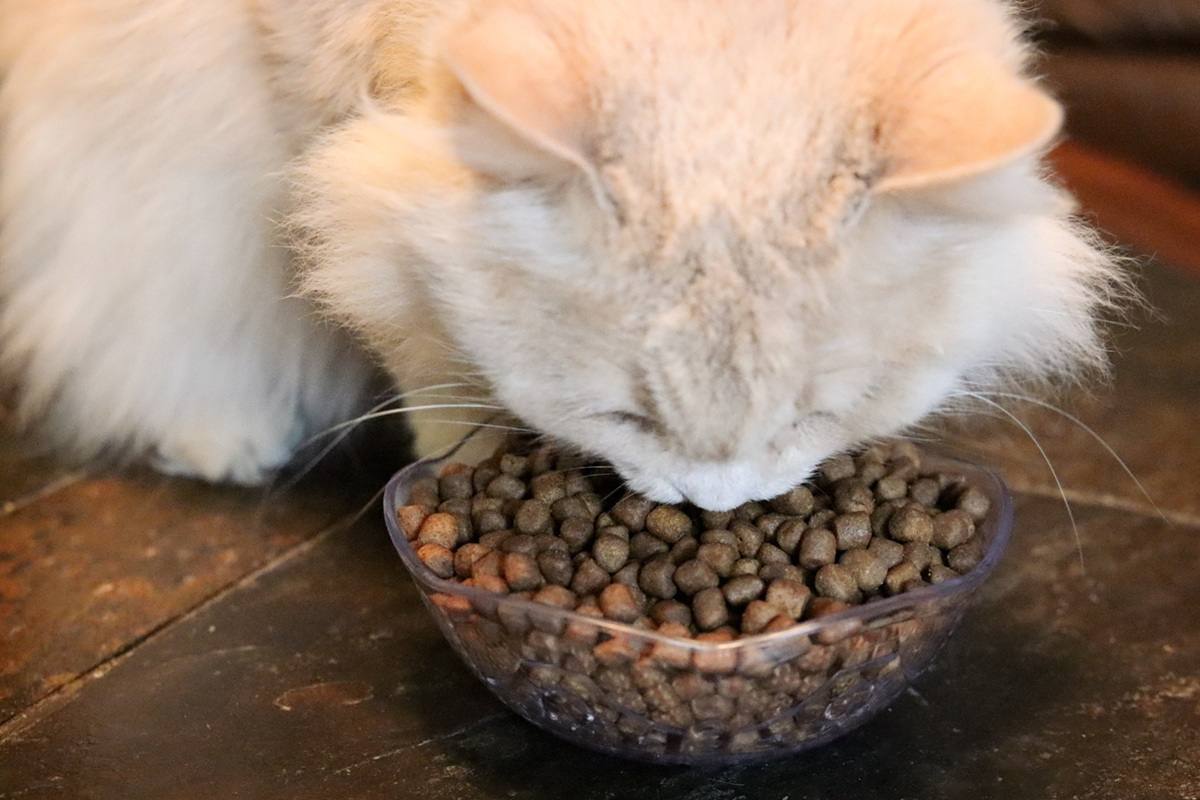 White Tan Long Hair Eating Dr. Elsey's Clean Protein Chicken Recipe Dry Kibble Cat Food
