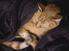 cat sleeping wrap in blanket