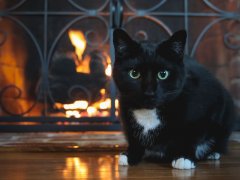 cat near the fireplace