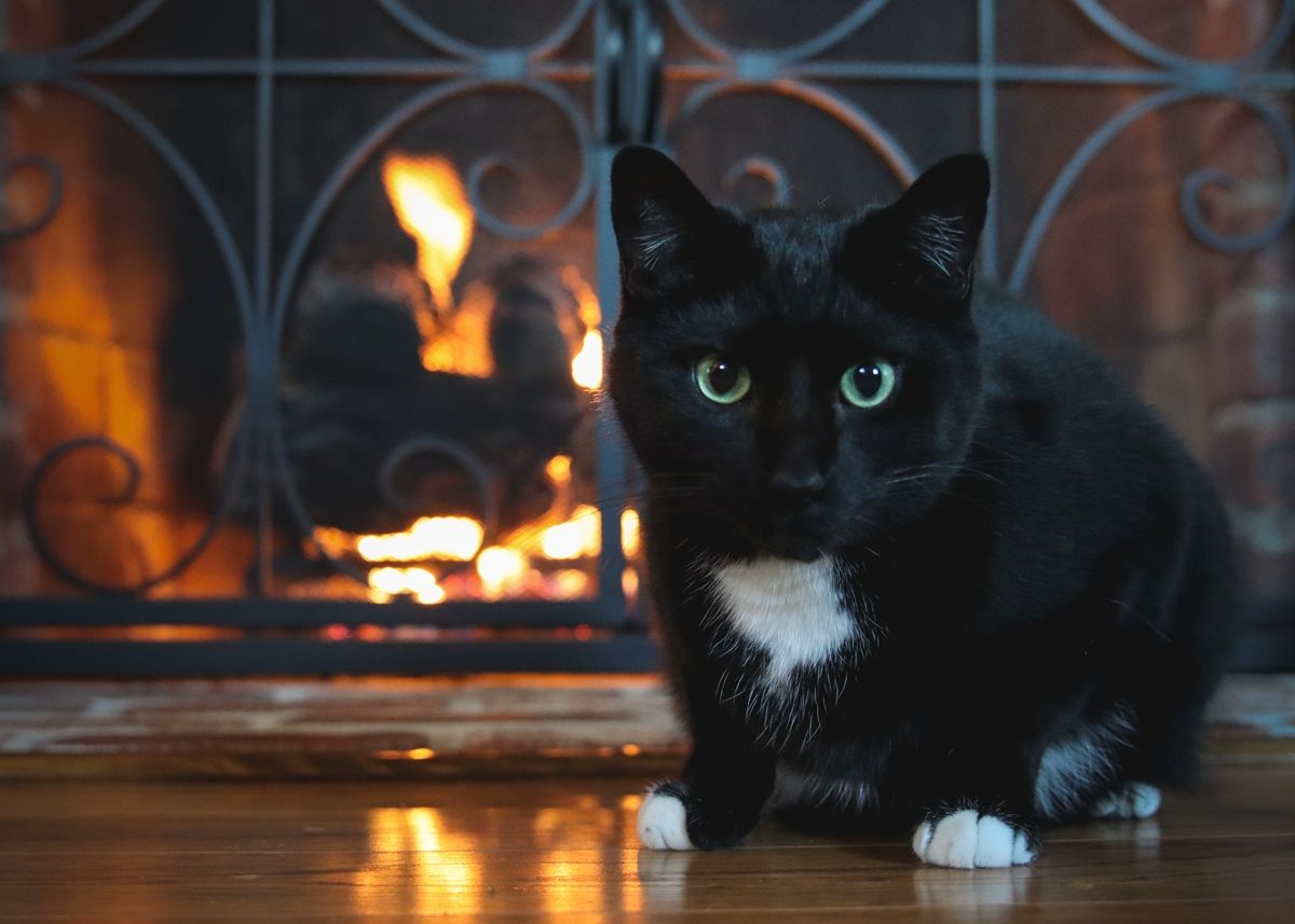cat near the fireplace