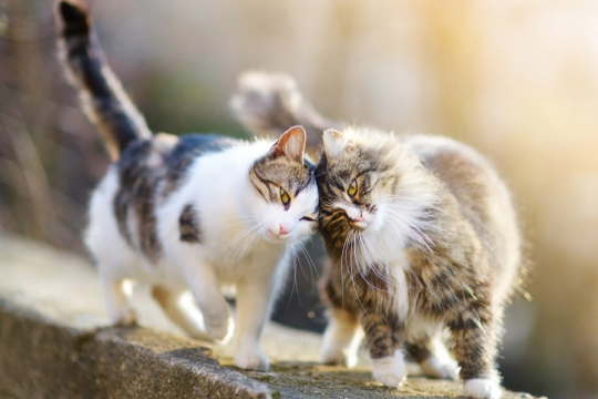 10 Signs Your Cat Wants Another Cat