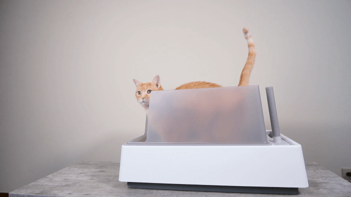 How To Set up Your Cat’s Litter Box for Success